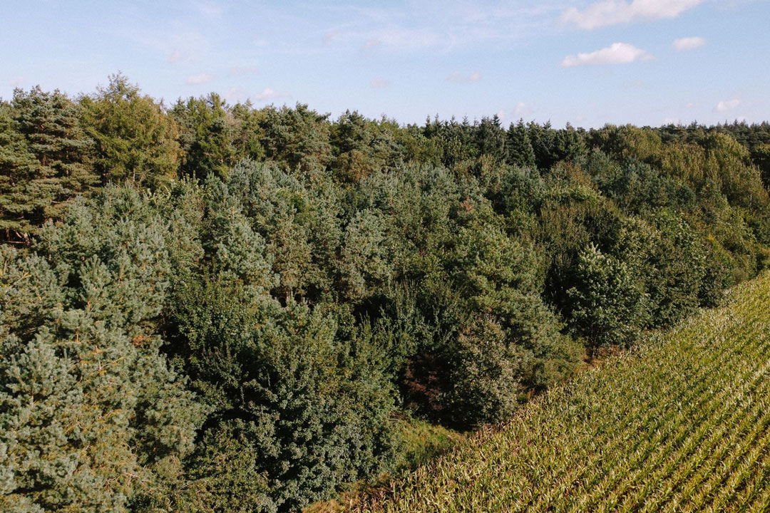 Wald Projekt