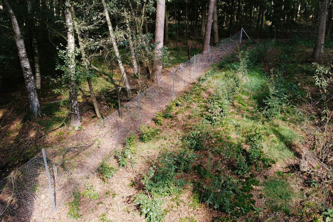 Wald Projekt