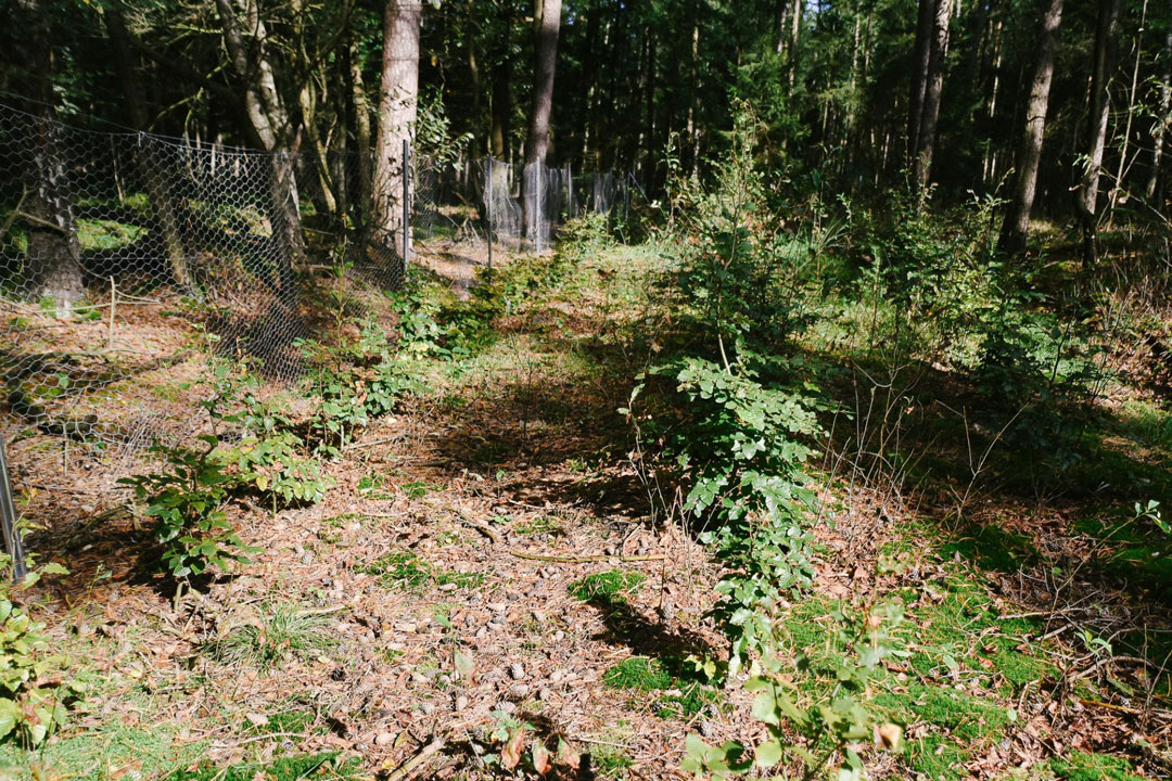 Wald Projekt