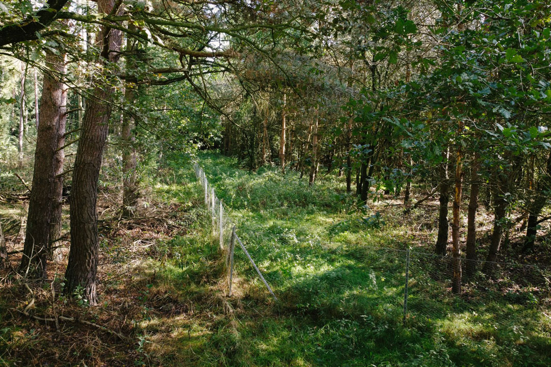 Wald Projekt
