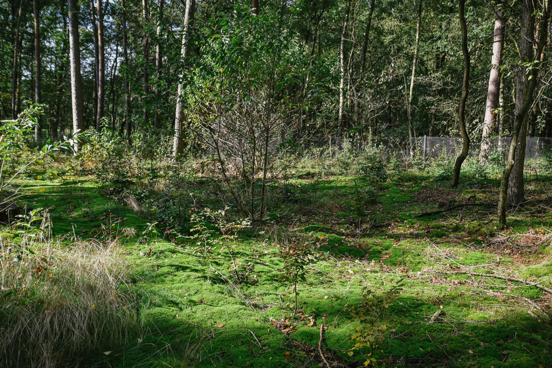 Wald Projekt